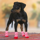 thumbnail image 5 of Calcetines antideslizantes para perros para pisos de madera, protección de patas de mascotas para patas lesionadas, uso en interiores, 5 of 5
