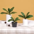thumbnail image 5 of LCXmlly Fake Plant Home Decor Elegance: Simulation Phalaenopsis Orchid Leaves, 5 of 5