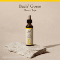 thumbnail image 5 of Bach Original Flower Remedies, Gorse - 20 mL Dropper, 5 of 6