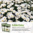 thumbnail image 5 of Shasta Daisy Seeds - 5 pack - Non-GMO Heirloom Full Sun Perennial Flower, 5 of 8