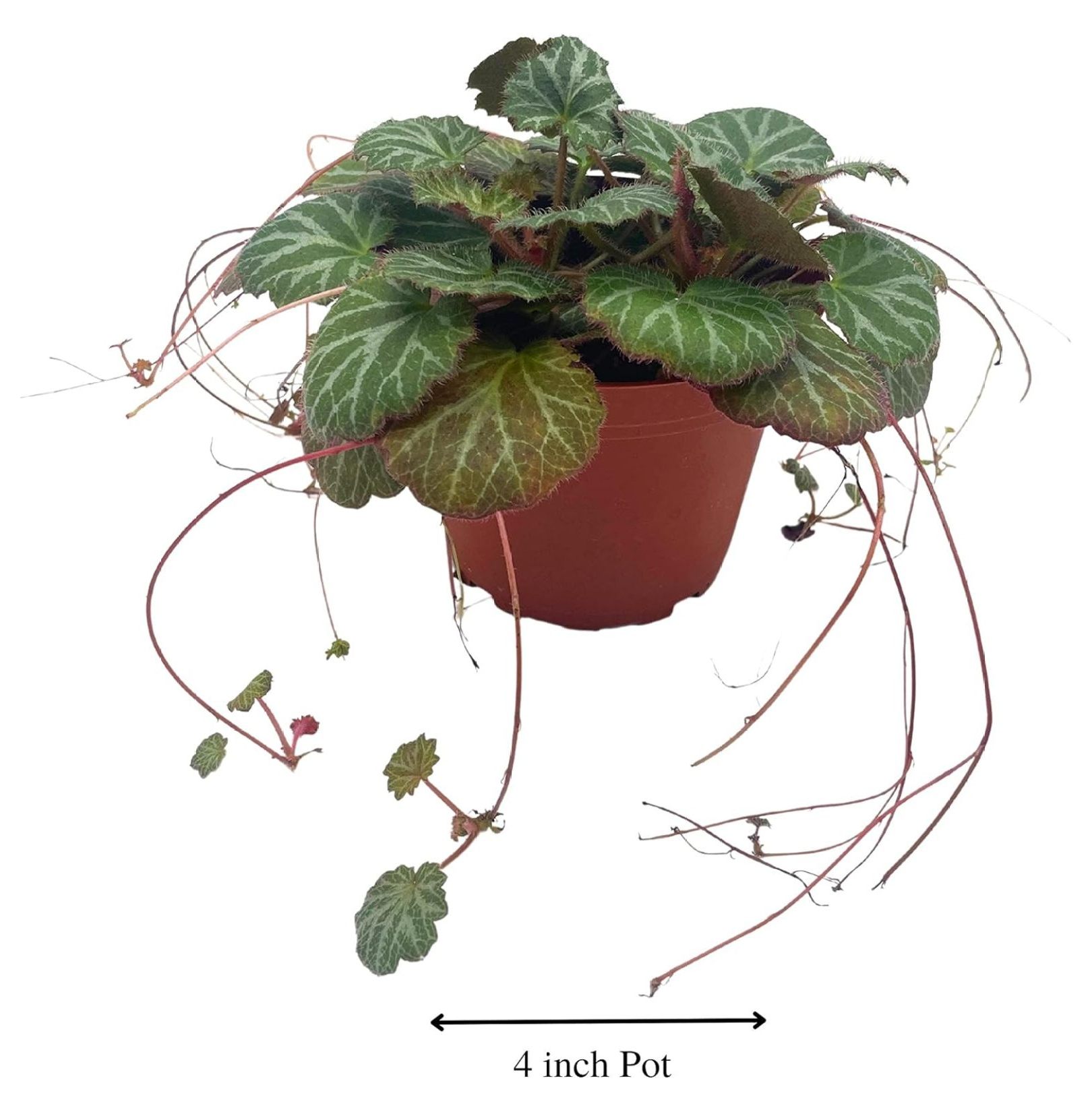 CintBllTer Strawberry Begonia in a 4 inch Pot Saxifraga stolonifera, Legacy House Plant - image 2 of 8