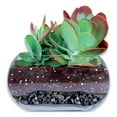 thumbnail image 3 of Lambert Horticultural Wood Charcoal Growing Media, Gray, 4 Dry Quarts, 3 of 3