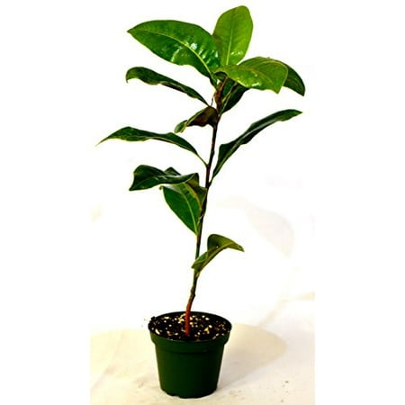 9GreenBox - Southern Magnolia Tree - 4'' Pot