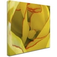 thumbnail image 2 of Trademark Fine Art "Inside a Beautiful Tulip" Canvas Art by Kurt Shaffer, 2 of 4