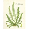 thumbnail image 2 of Gango Home Decor Vintage Fern I & II; Two 12x16in Art Prints in Distressed White Frames, 2 of 5