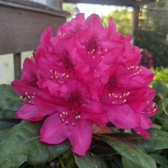 Expert Gardener Ever Red Lorpetalum (1 Gallon) Evergreen Shrub with Purple  Foliage - Full Sun Live Outdoor Plant - Walmart.com