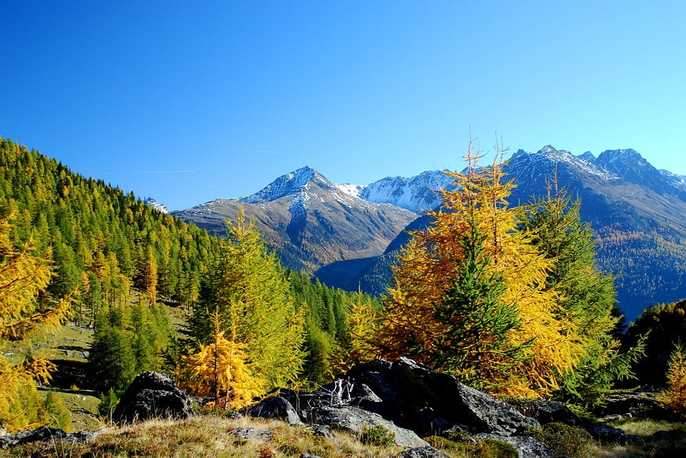 Larch Blue Sky Mountain Panorama Engadin Autumn-12 Inch BY 18 Inch ...