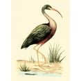 thumbnail image 2 of Meyer, H.L. 14x18 White Modern Wood Framed Museum Art Print Titled - Water Birds I, 2 of 4