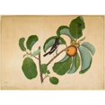 thumbnail image 2 of Sheikh Zain al-Din 18x14 Gold Ornate Wood Frame and Double Matted Museum Art Print Titled - Oriental Magpie Robin with Katydid and Leaf Hopper on Monkey Jack Branch (1778), 2 of 4