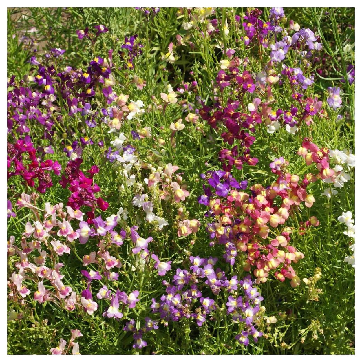 Everwilde Farms - 1 lb Fairy Bouquet Mixed Snapdragon Garden Flower Seeds - Gold Vault Bulk Seed Packet