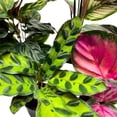 thumbnail image 3 of Florida House Plants 2-Inch Calathea Assortment Live Plant in Pots, Set of 5, 3 of 6