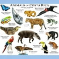 thumbnail image 3 of CafePress - Costa Rica Animals Light T Shirt - Men's Classic Graphic T-Shirt, 3 of 4