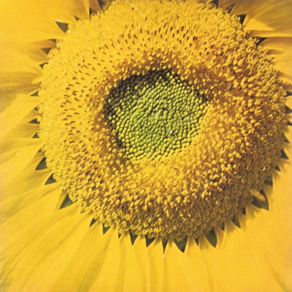 Marvos Valle - Girassol - Music & Performance - Vinyl [7-Inch]