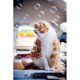 thumbnail image 5 of Burbujas aromáticas de hierba gatera, 120 ml, paquete de 2 burbujas Kitty Love, 5 of 8
