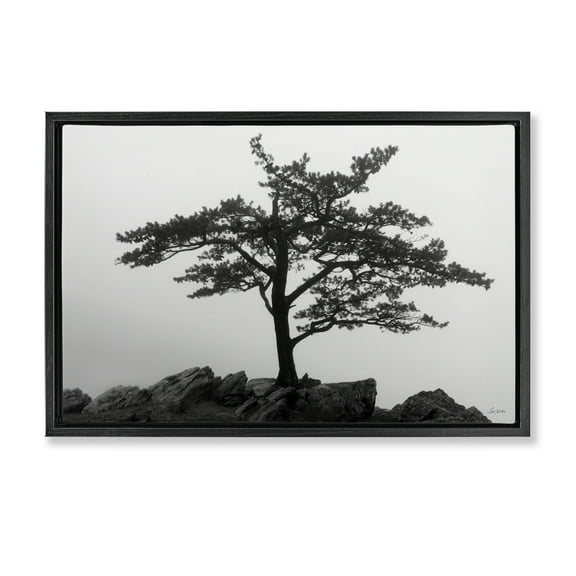 Stupell Industries Lone Tree on Rocks Landscape & Nature Photography Black Floater Framed Canvas Art Print Wall Art, 25 x 17