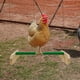 thumbnail image 3 of Perca polluelo, soporte de juego para loros, juguetes de entretenimiento y entrenamiento, Verde, 3 of 9