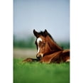 thumbnail image 2 of Posterazzi DPI1812566 Thoroughbred Foal Ireland Poster Print by The Irish Image Collection, 12 x 18, 2 of 4