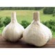 thumbnail image 2 of Elephant Garlic, 2 Huge Bulbs! Great for Planting, Eating or Cooking! Non GMO, Organic. Milder Tasting Garlic, 2 of 3