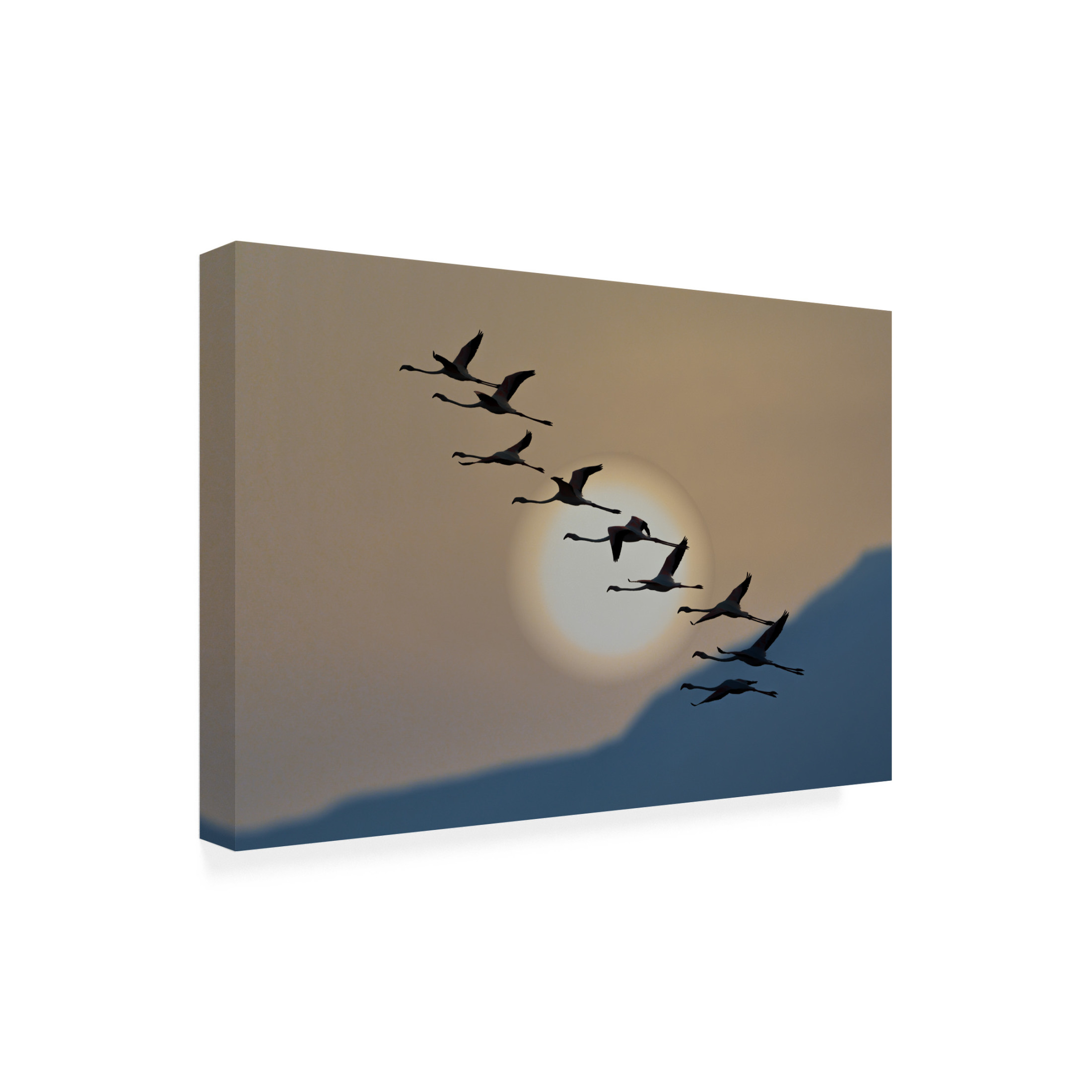 Trademark Fine Art Eyal Bar Or Flamingos At Sunrise Canvas Wall Art
