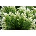 thumbnail image 4 of Frosty Fern - Selaginella - 4" Pot with Decorative Pot Cover, 4 of 4