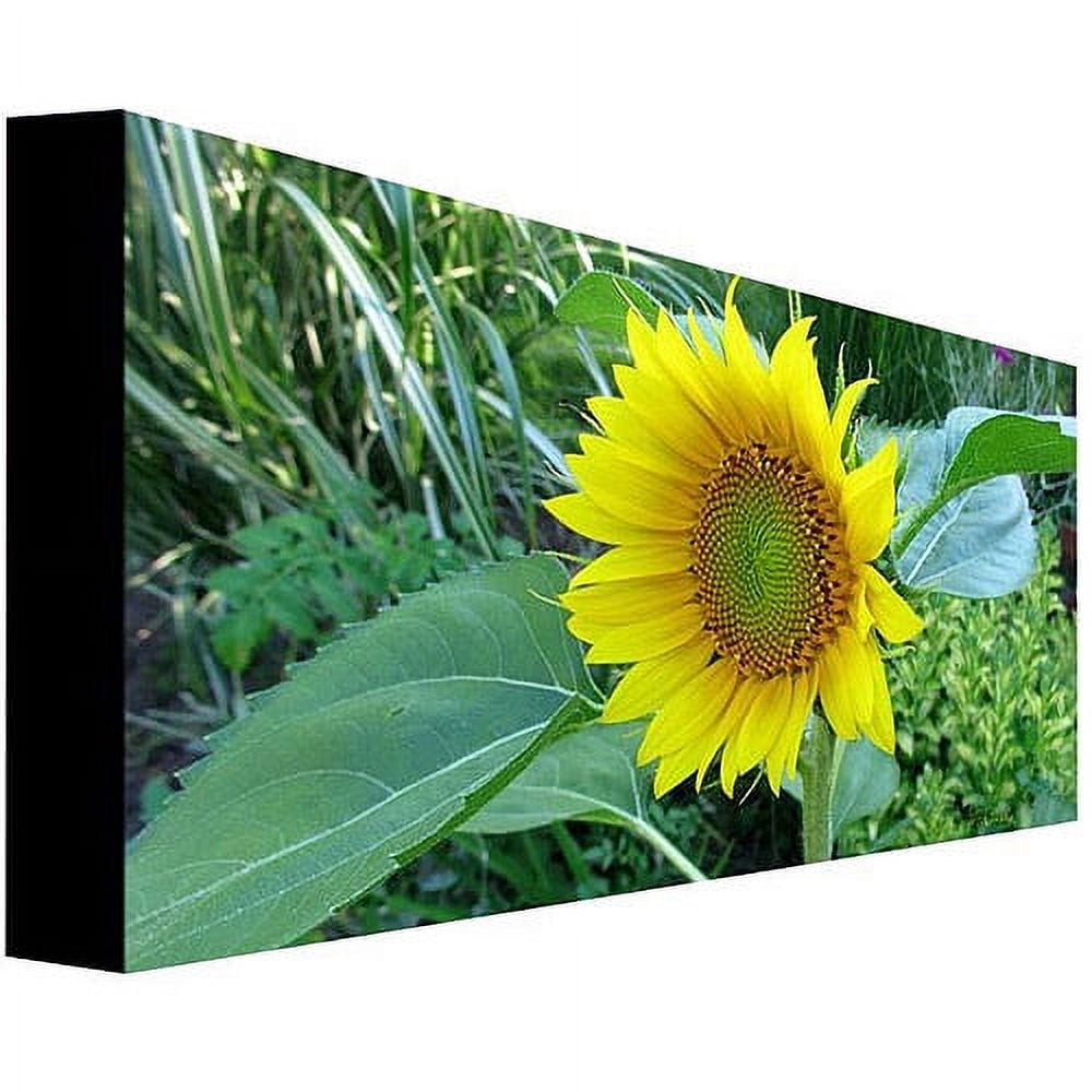Trademark Art "Sunflower" Canvas Art by Kathie McCurdy