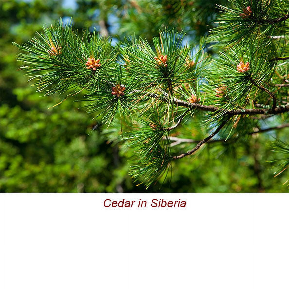 Cedarwood Atlas Essential Oil 1 fl oz (30 ml) - 100% Pure and Natural by Silky Scents