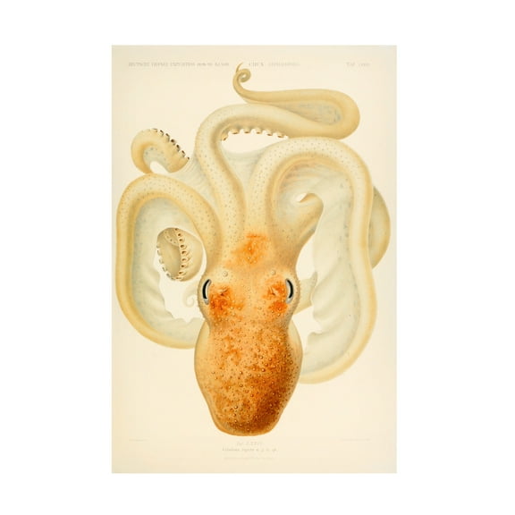 Print Collection 'Octopus' Canvas Art
