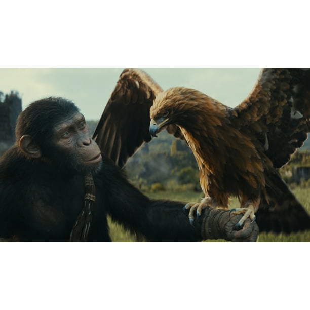 Amazon.com: National Geographic: Kingdom of the Apes : None