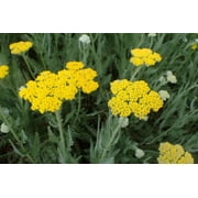 3 Moonshine Achillea Yarrow 3.5 inch containers