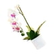 thumbnail image 5 of Advancent Bonsai artificial no tóxico e hipoalergénico para gatos y perros Planta artificial amigable con las mascotas BF2312090 BF2312090 2Conjunto, 5 of 6