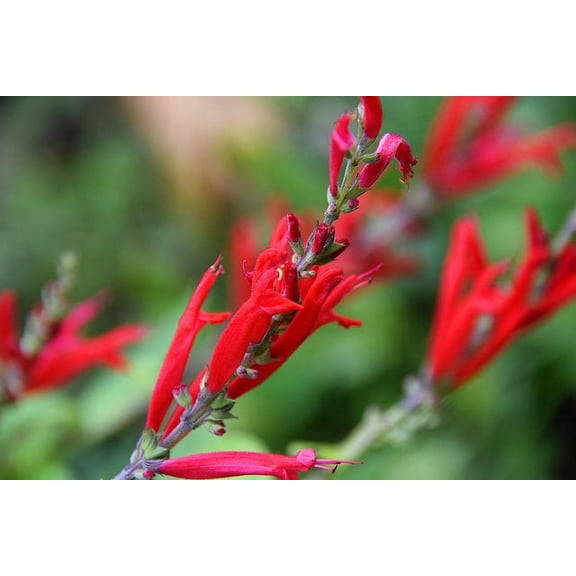 Pineapple Sage -Herb- Live Starter Plant