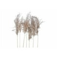 thumbnail image 1 of Natural Dry Pampas - Set of 6, 1 of 4