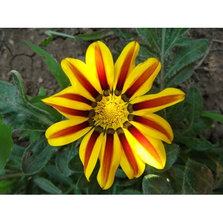 Blooms Stripe - LAMINATED POSTER Flower Bloom Yellow Striped Red Garden Stripes Poster Print 24 x 36
