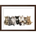 thumbnail image 2 of Art.com Kittens Line-Up Photographic Print, Brown Frame Wall Art, 44" x 32", 2 of 5