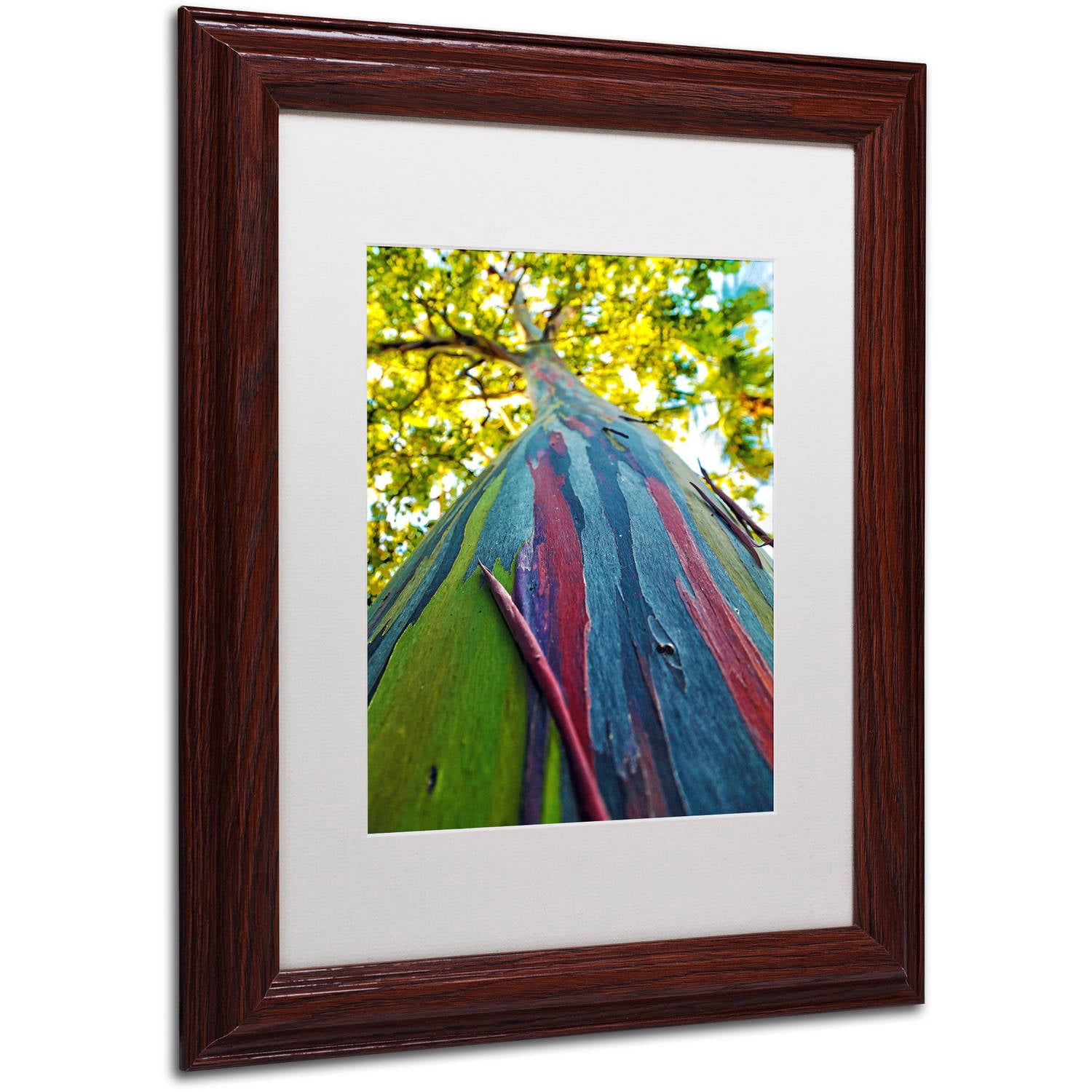 Trademark Fine Art "Rainbow Eucalyptus Tree" Canvas Art by CATeyes, White Matte, Wood Frame