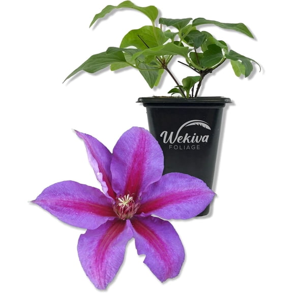Clematis Mrs N Thompson - Live Starter Plant in a 2 Inch Growers Pot - Starter Plants Ready for The Garden - Rare Clematis for Collectors