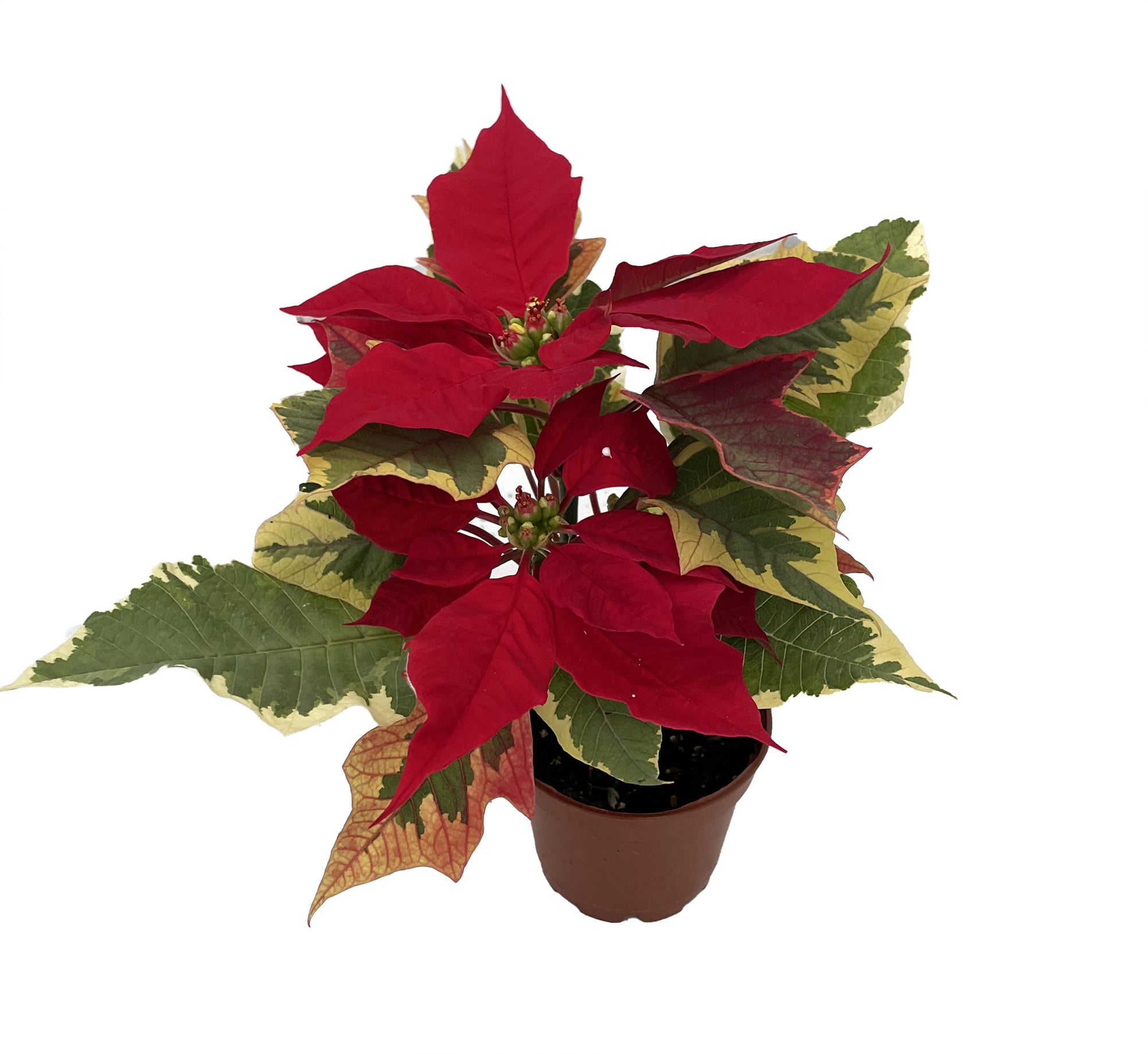 Tapestry Poinsettia 2.5" Pot Variegated Leaves Live Plant