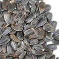 thumbnail image 3 of Whole Sunflower Sprouting Seeds: 1 Lb ~ 25,600 Seeds - Black Oil Sun Flower Seeds (Shell On): Microgreens, Sprouts, Flower Gardening - Sun Flower, 3 of 5
