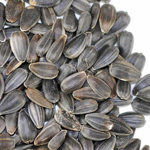 Whole Sunflower Sprouting Seeds 5 g Black Oil Sun