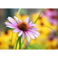 thumbnail image 5 of Echinacea Purple Coneflower Flower Seeds, 750 Seeds Per Packet, 5 of 7