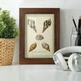 thumbnail image 6 of Bookplate Shells VIII - Framed Print w/glass - Chestnut, 6 of 8