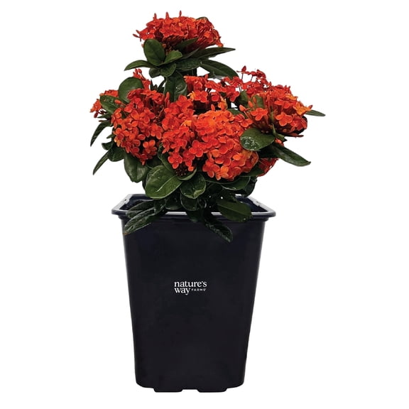 Nature's Way Farms Ixora Maui, Red, Easy Care, Live Plant, Grow Outdoor, Full Sun Bright Light, Perfect for Plant Lovers & Beginners, in Grower Pot. (18-24 in. Tall)