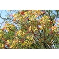 thumbnail image 5 of Seedville 5 Desert Bird of Paradise Shrub Flower Seeds, Yellow with Red Stamens, 5 of 11