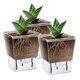 thumbnail image 3 of Juego de Macetas con Autorriego, Paquete de 6 Macetas con Autorriego de 5 Pulgadas para Plantas de Interior, Maceta Transparente con Profundidad para Plantas Araña, 3 of 5