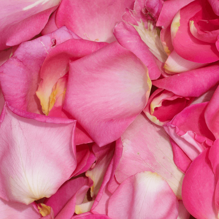 Real Pink Rose Petals. Flower Petals.200 CUPS. Freeze-dried Petals. Natural  Confetti. Dried Flower Petals. Wedding Petals. Grown in USA 