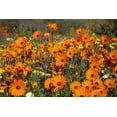 thumbnail image 2 of Young, Bill 18x13 Gold Ornate Wood Framed with Double Matting Museum Art Print Titled - flowers in Namaqua NP, Namaqualand, South Africa, 2 of 4