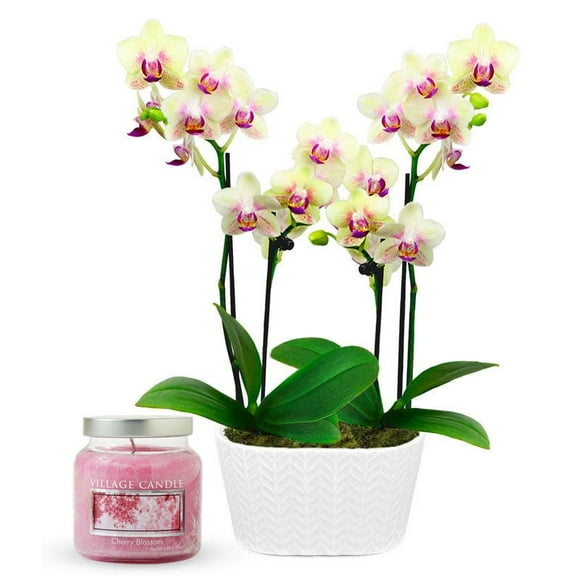 From You Flowers - Sunny Orchid & Cherry Blossom Candle Bundle for Birthday, Anniversary, Get Well, Congratulations, Thank You, All Occasions