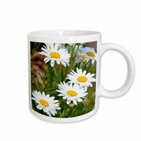 

3dRose Pretty White Daisies - Flowers - Floral Print Ceramic Mug 11-ounce