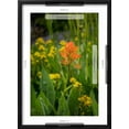 thumbnail image 5 of Art.com USA, Colorado, Uncompahgre National Forest. Indian paintbrush flower close-up. Photographic Print by Jaynes Gallery, Black Frame Wall Art, 17" x 23", 5 of 5
