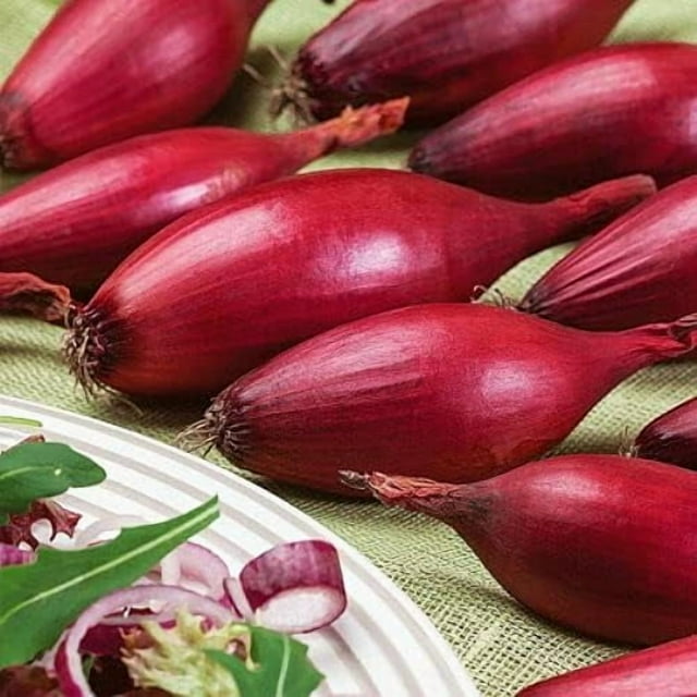 GSDWIUEW Graines Échalote Oignon Banane Rouge Long Tropical Légume Héritage pour Plantation